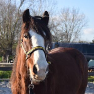 Hélios cheval intervient sur lille